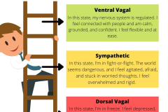 Polyvagal-Ladder